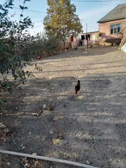 Bakı şəhəri, Binəqədi rayonu, Biləcəri qəsəbəsində, 4 otaqlı ev / villa satılır (Elan: 240766)