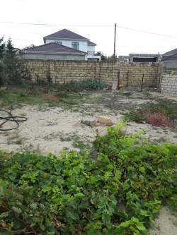 image 310486