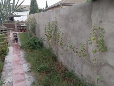 image 375237