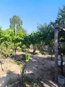 image 375252