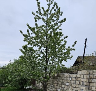 image 375341