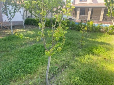 image 375514