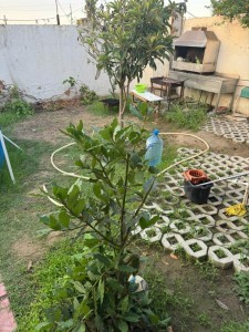 image 375954