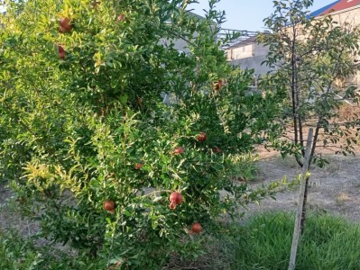 image 375958