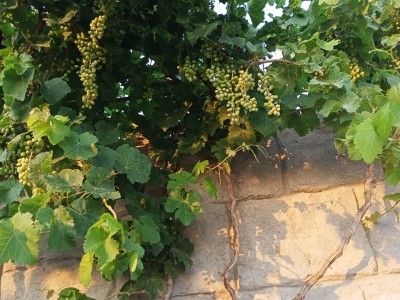 image 375958