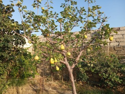 image 375958