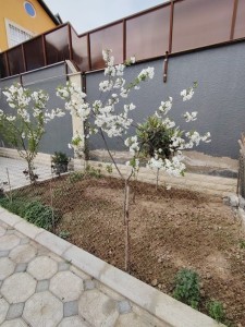 image 376068