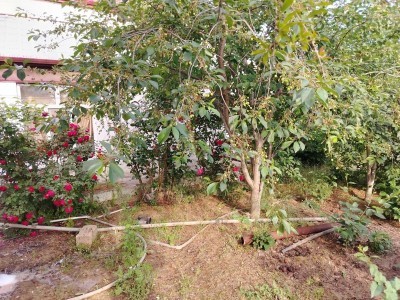image 376813