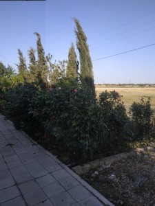 image 376823