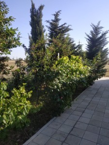 image 376823