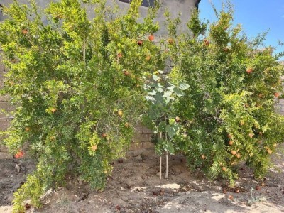 image 376965