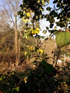image 377179