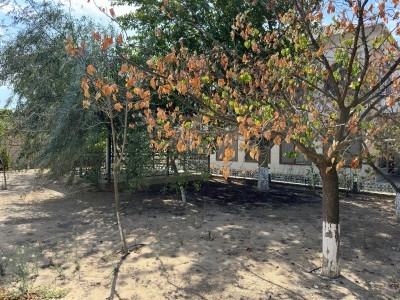 image 377217