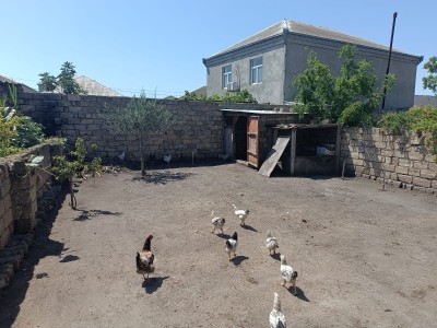 image 377250
