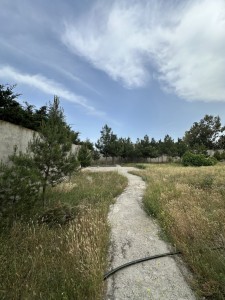 image 377306