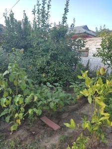 image 377328