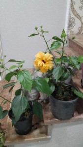 image 377940