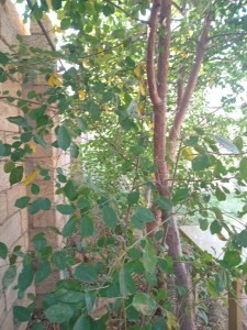 image 384968
