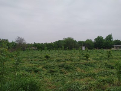 image 423039