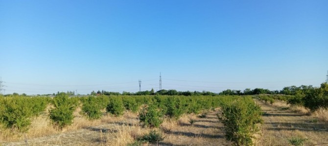 image 423290