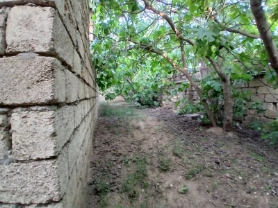 image 423867